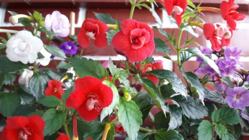 - 10 Achimenes 2019