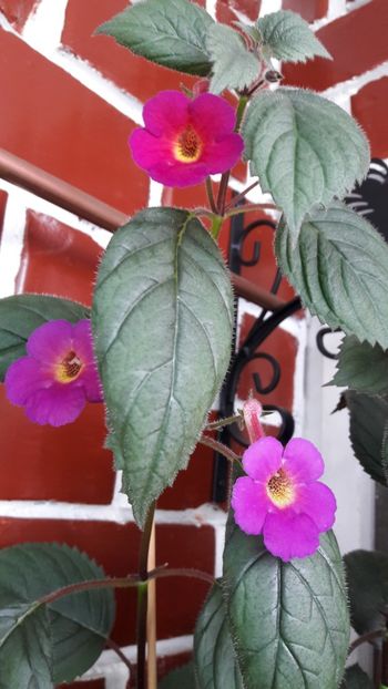  - 10 Achimenes 2019