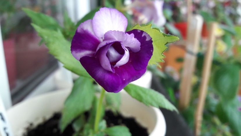  - 10 Achimenes 2019