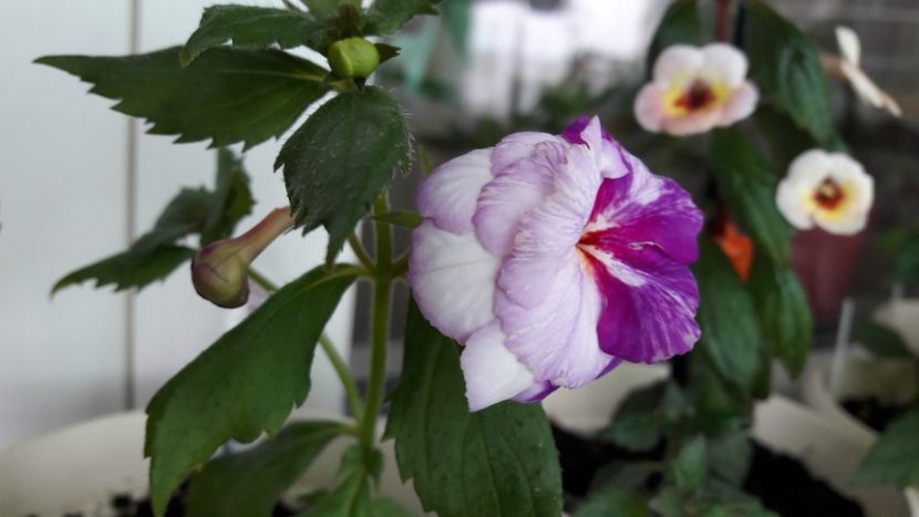  - 10 Achimenes 2019