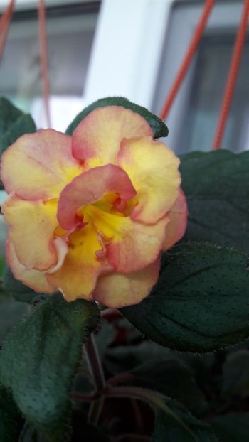 Alexandra - 10 Achimenes 2019