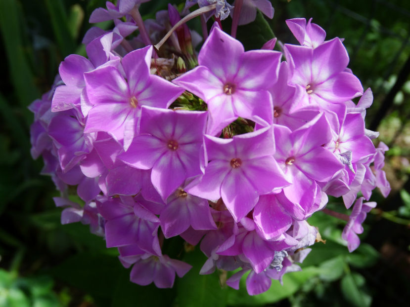  - Phlox
