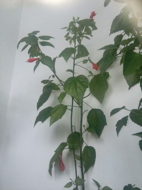 Malvaviscus rosu - Hibiscusi
