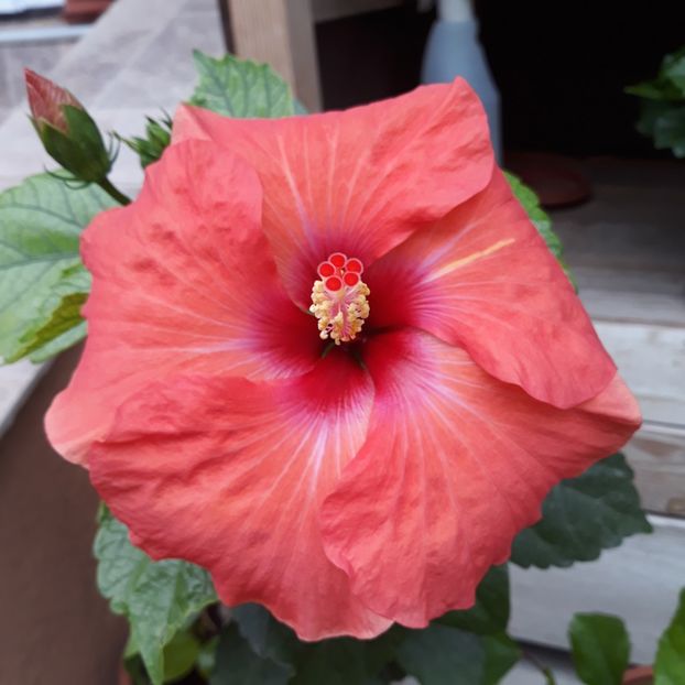  - Hibi Adonicus Salmon