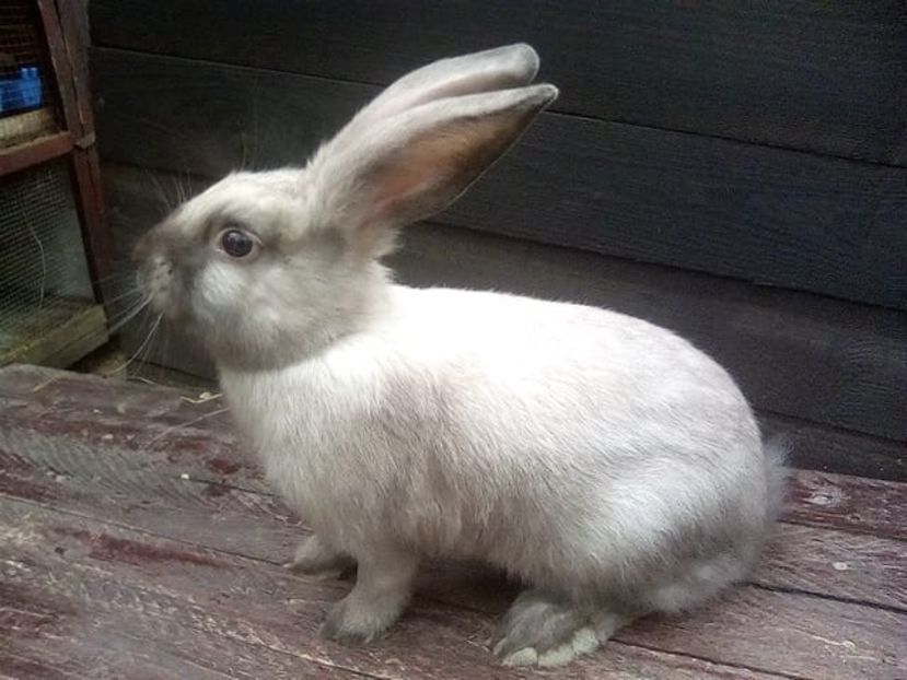  - Secuiesc Sallander Tineret