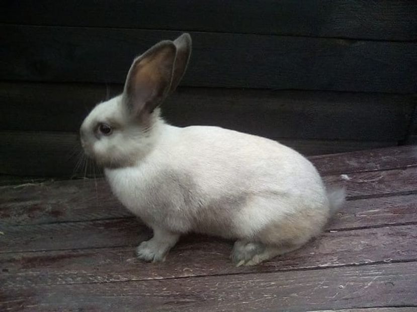  - Secuiesc Sallander Tineret