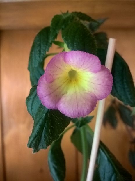 Sauline - Achimenes si Achimenantha 2019