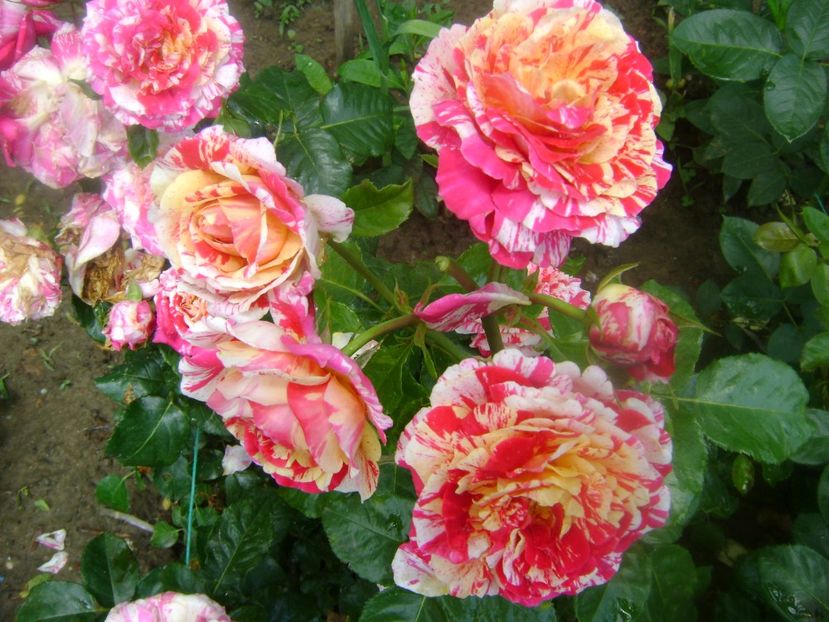  - Abracadabra floribunda Kordes 2018-2019