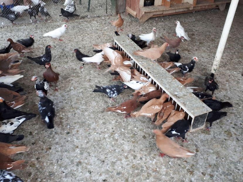  - I _ carunculați 2019