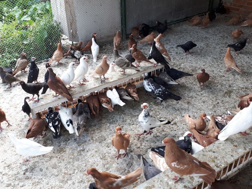  - I _ carunculați 2019