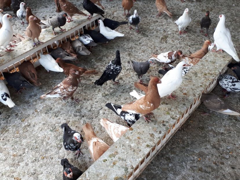  - I _ carunculați 2019