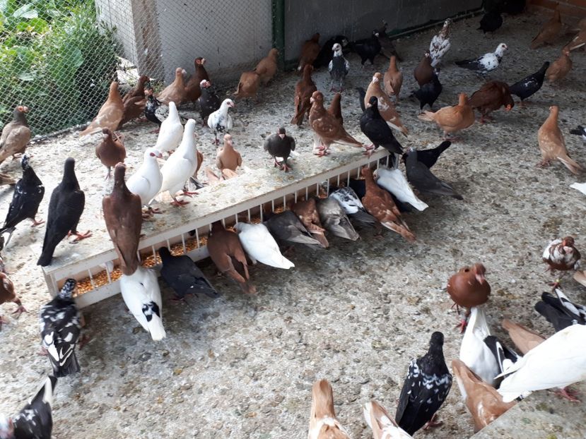  - I _ carunculați 2019