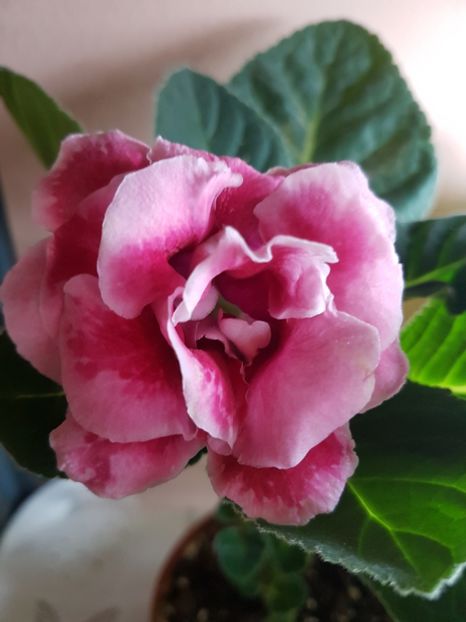 Rosu pestrit - Gloxinia 2019