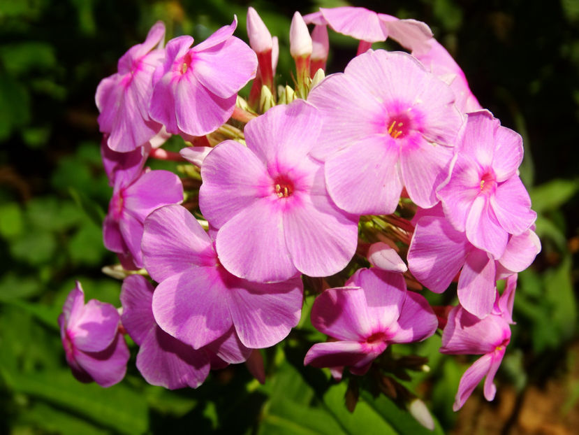  - Phlox