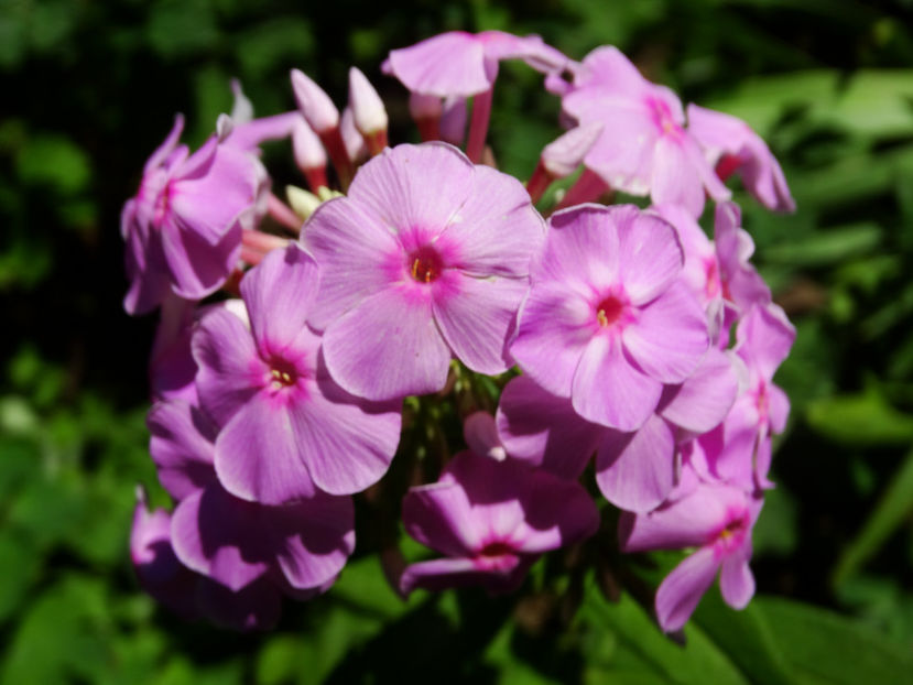  - Phlox