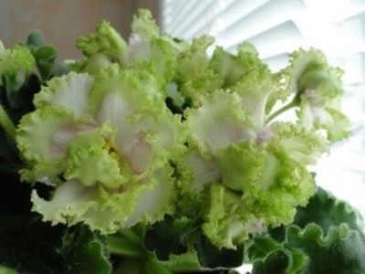 PT Elenika - Violete