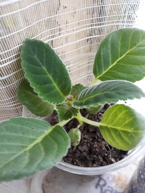  - Gloxinia din seminte