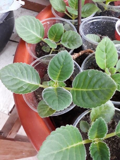  - Gloxinia din seminte