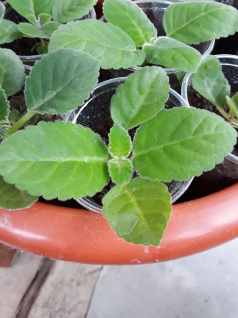  - Gloxinia din seminte
