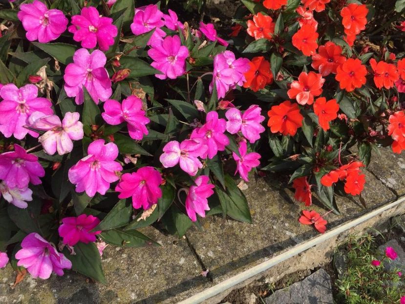 Impatiens, in toate culorile, au invadat incinta ... - Manastirea Govora