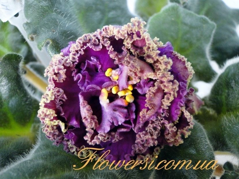 RS Faraon - RS Faraon