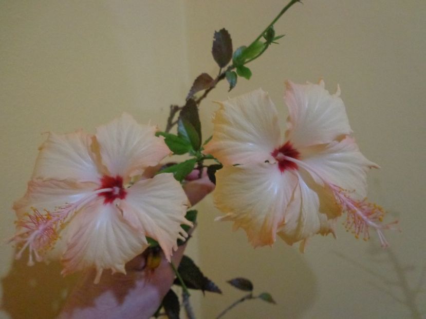  - 1-HIBISCUS 2019