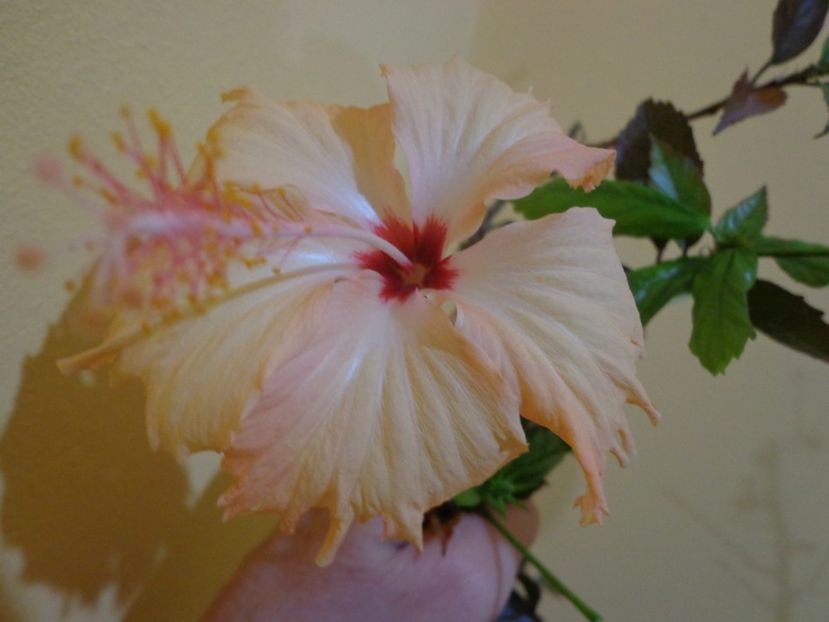  - 1-HIBISCUS 2019