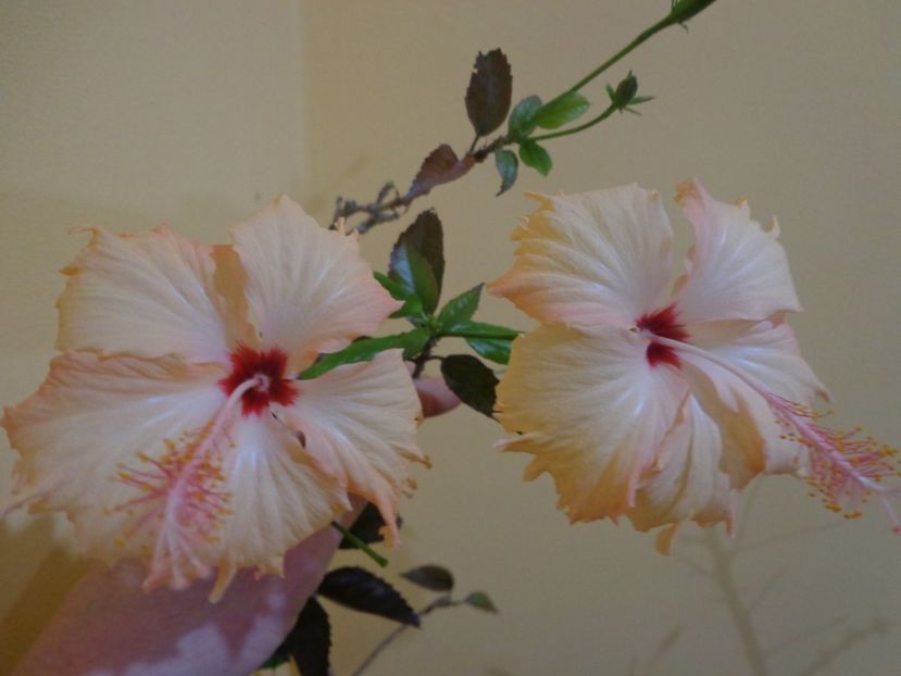  - 1-HIBISCUS 2019