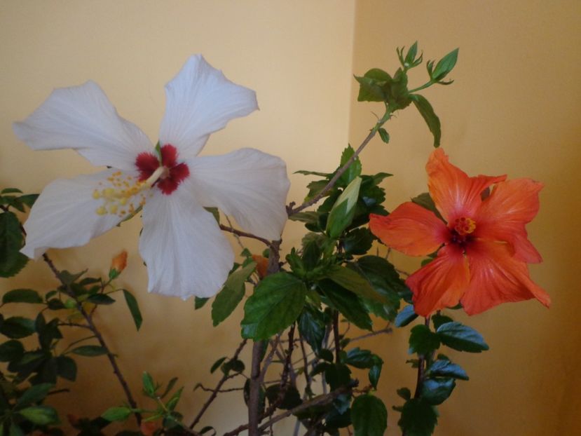  - 1-HIBISCUS 2019