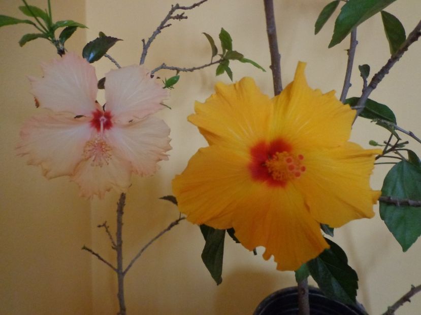  - 1-HIBISCUS 2019