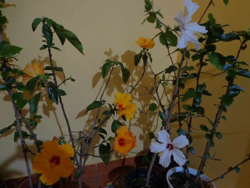  - 1-HIBISCUS 2019