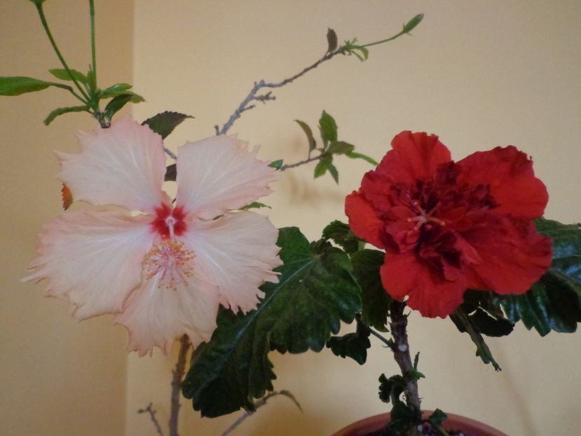  - 1-HIBISCUS 2019
