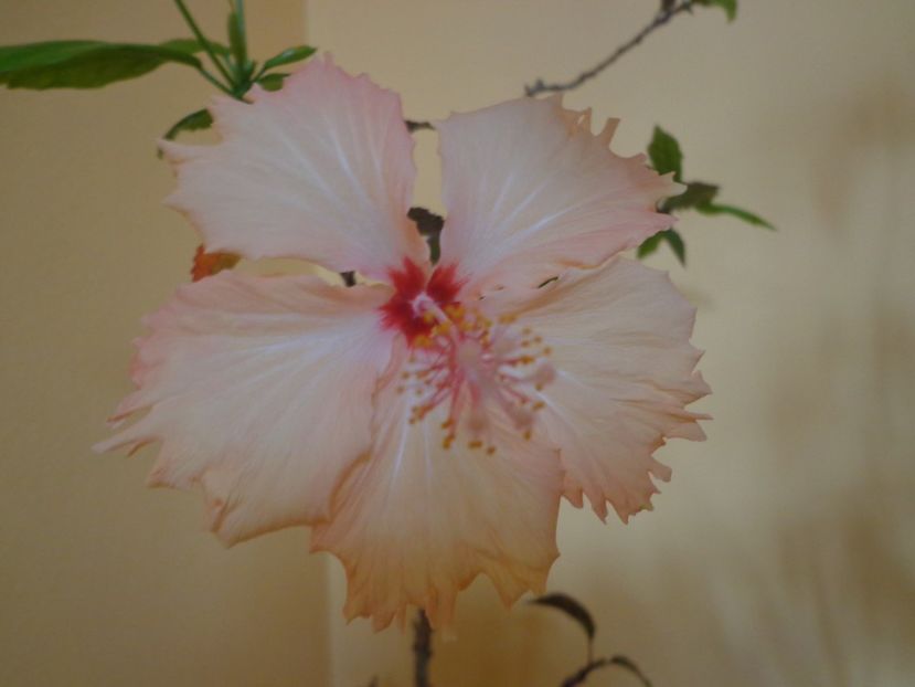  - 1-HIBISCUS 2019