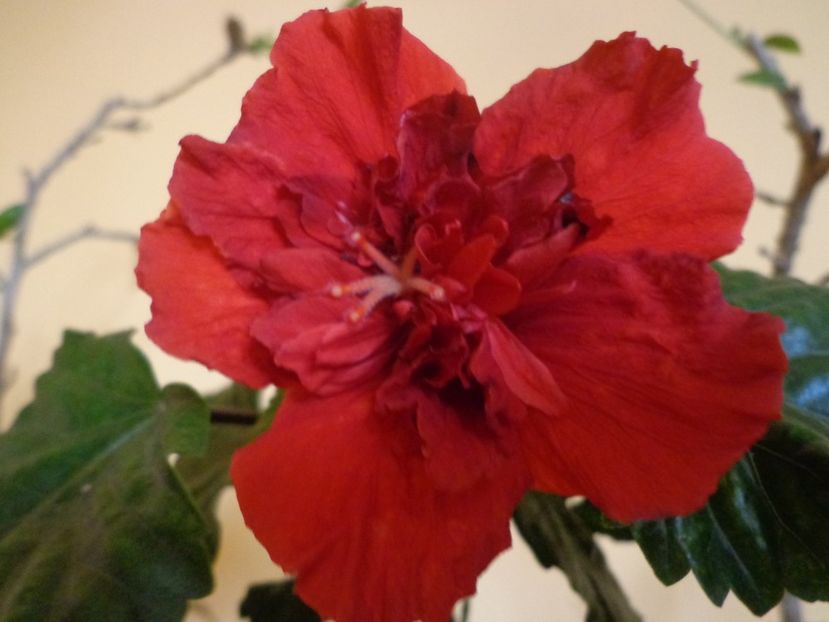  - 1-HIBISCUS 2019