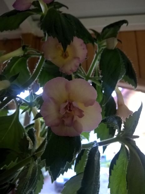 - Yellow English Rose