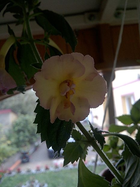  - Yellow English Rose