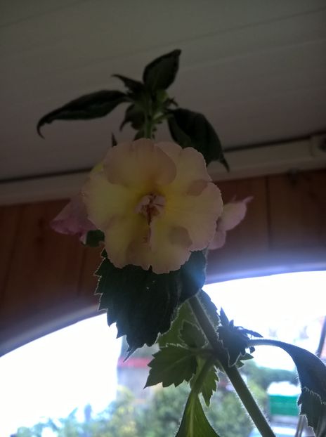  - Yellow English Rose