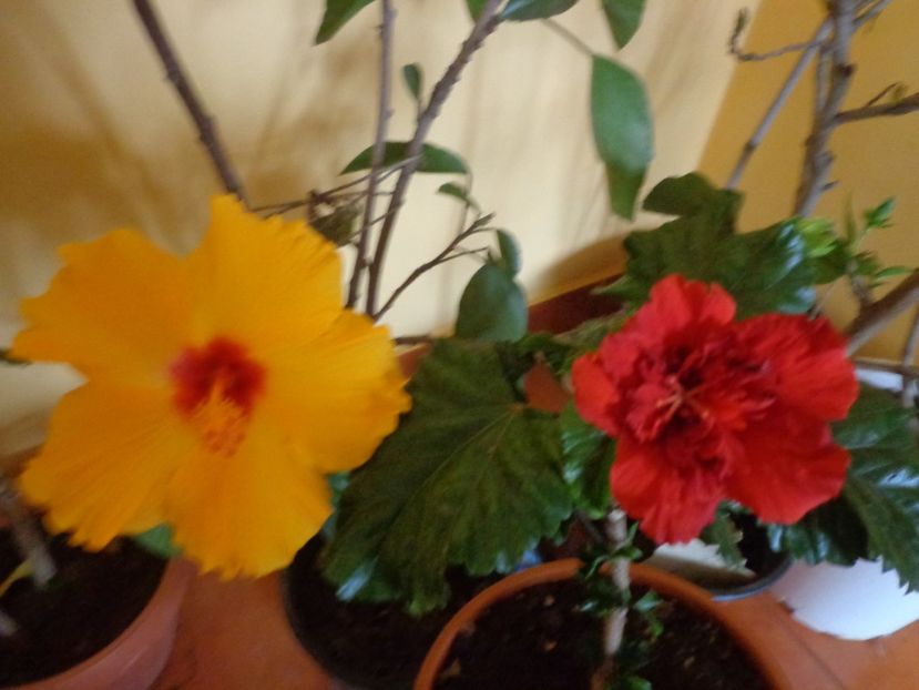  - 1-HIBISCUS 2019