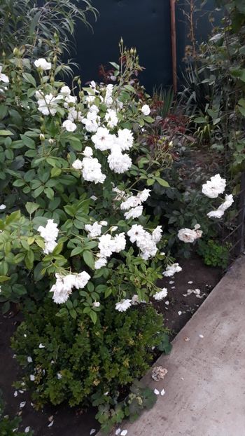  - Iulie in grădină 2019