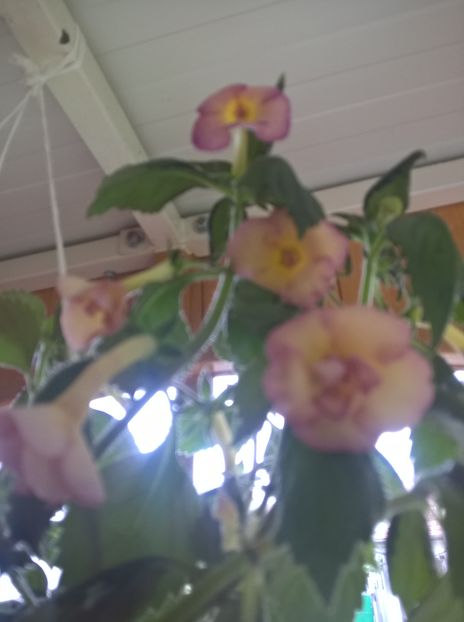  - Yellow English Rose