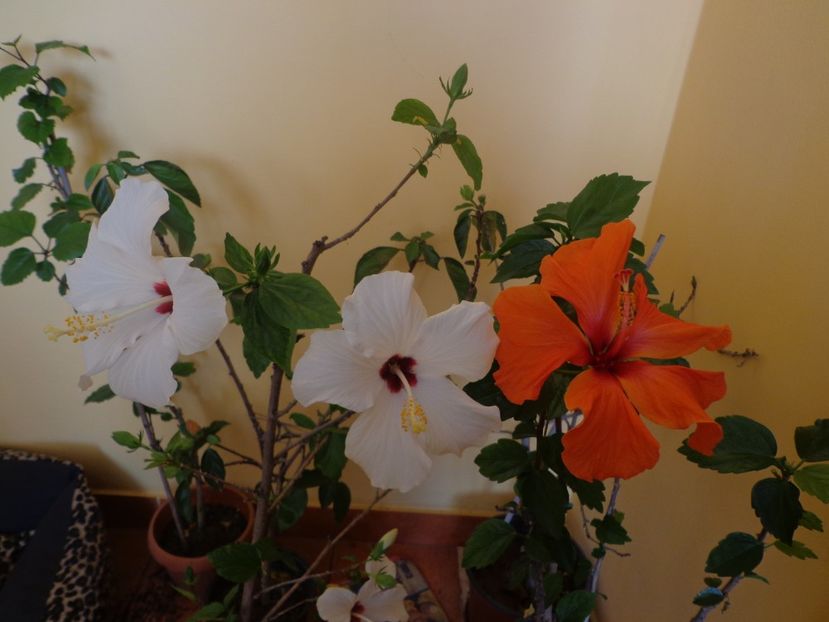  - 1-HIBISCUS 2019