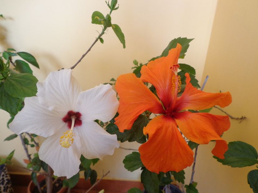  - 1-HIBISCUS 2019