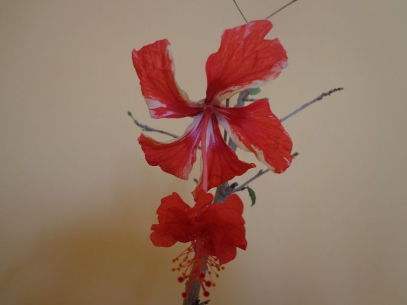  - 1-HIBISCUS 2019