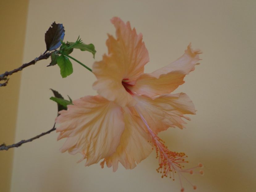  - 1-HIBISCUS 2019