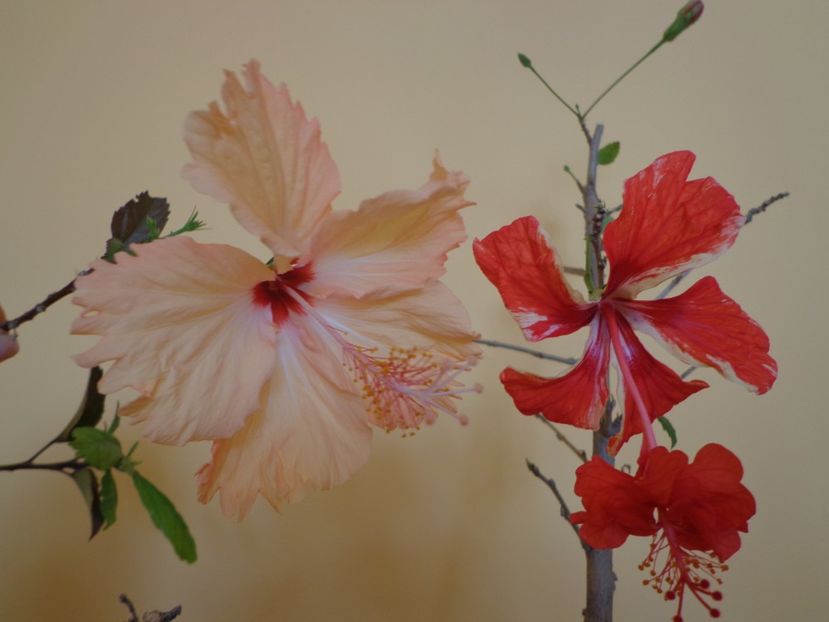  - 1-HIBISCUS 2019