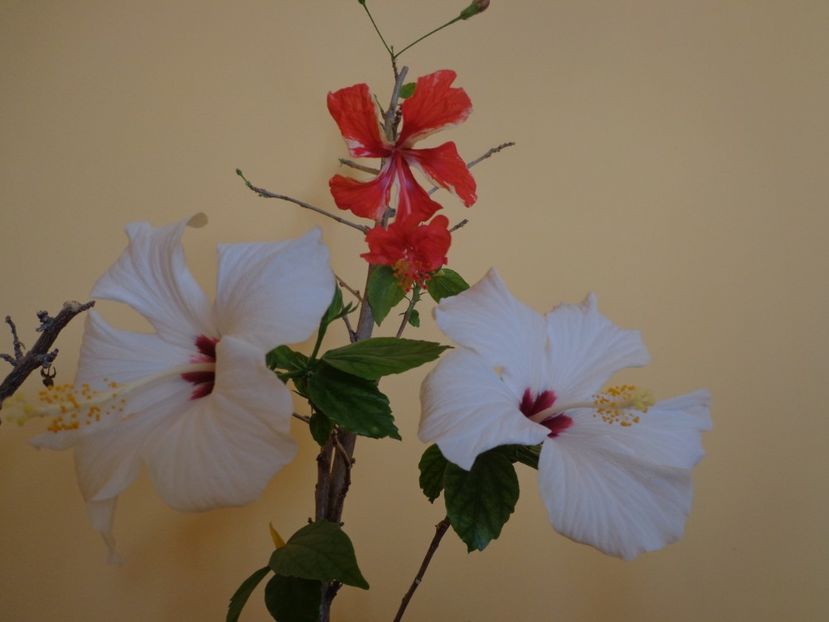  - 1-HIBISCUS 2019