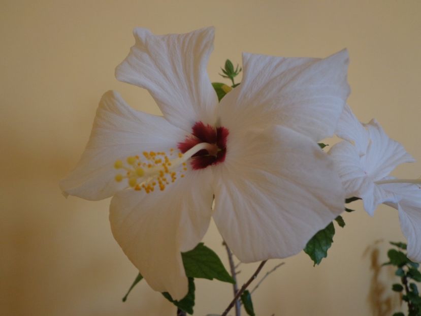  - 1-HIBISCUS 2019