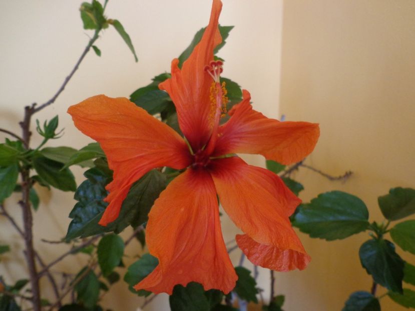  - 1-HIBISCUS 2019