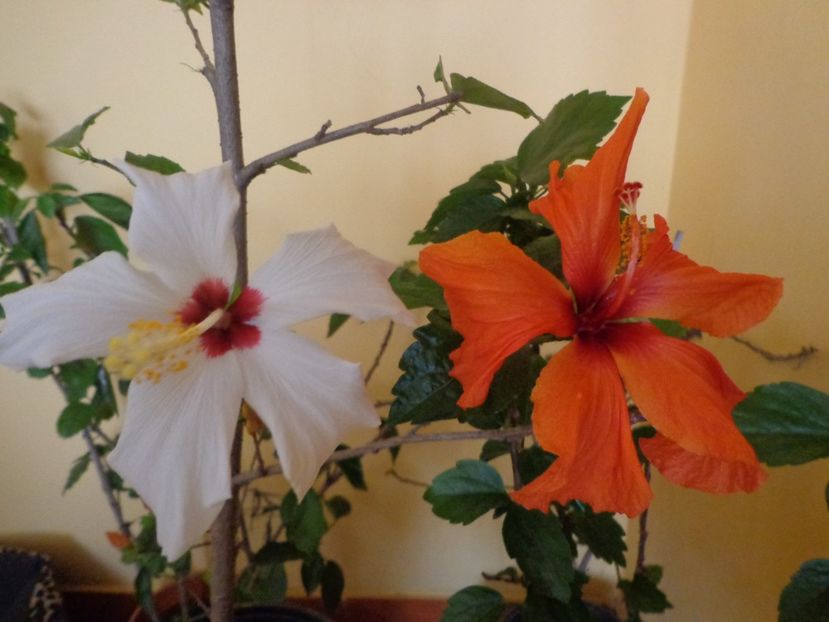  - 1-HIBISCUS 2019