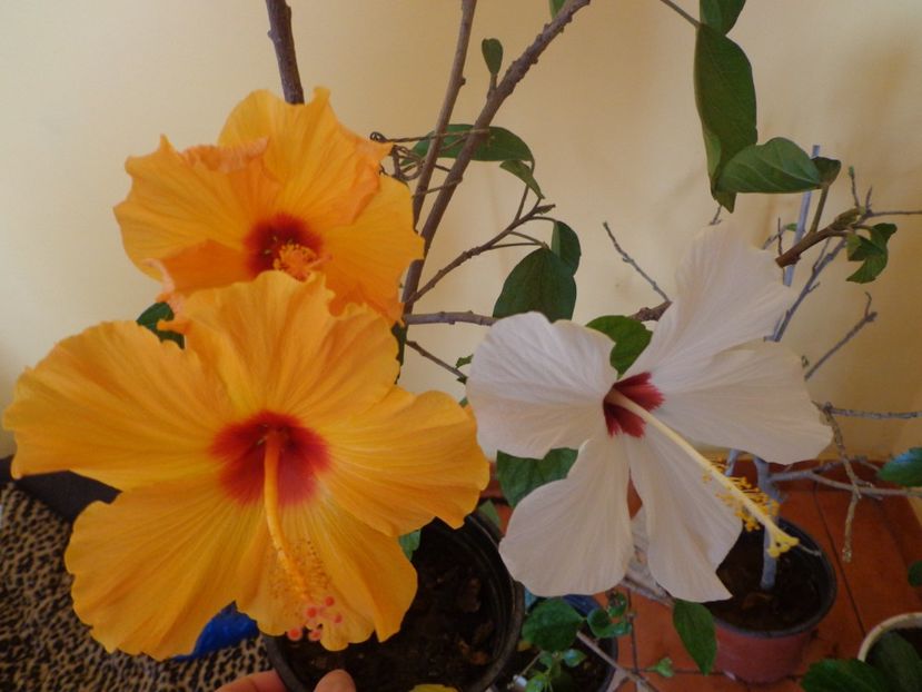  - 1-HIBISCUS 2019